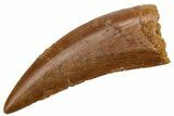 Serrated, Carcharodontosaurus Tooth - Real Dinosaur Tooth #225494-1